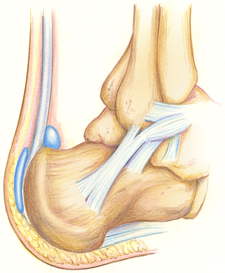 Heel